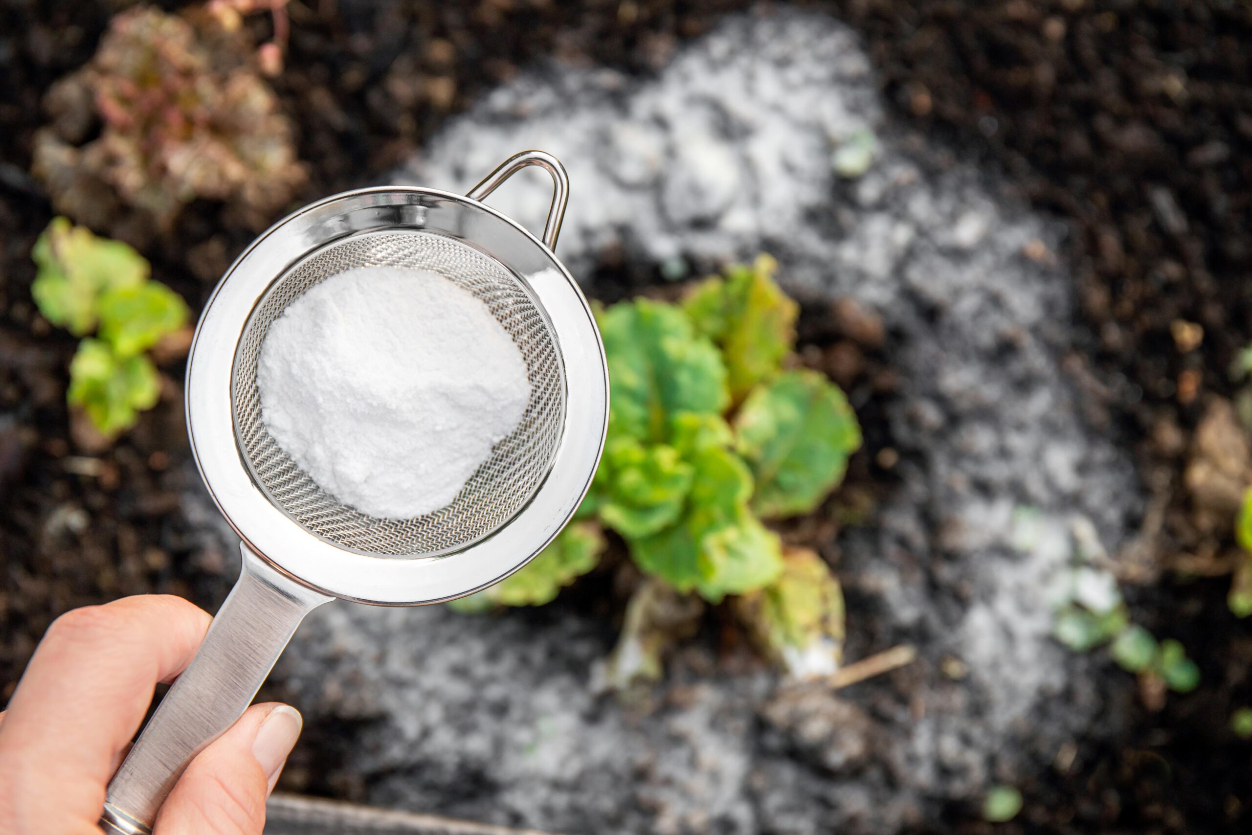 Hand hält ein Sieb voller Natron über erdigen Gartenboden, bereit für die Verteilung, um die Bodenqualität zu verbessern und das Pflanzenwachstum auf natürliche Weise zu unterstützen