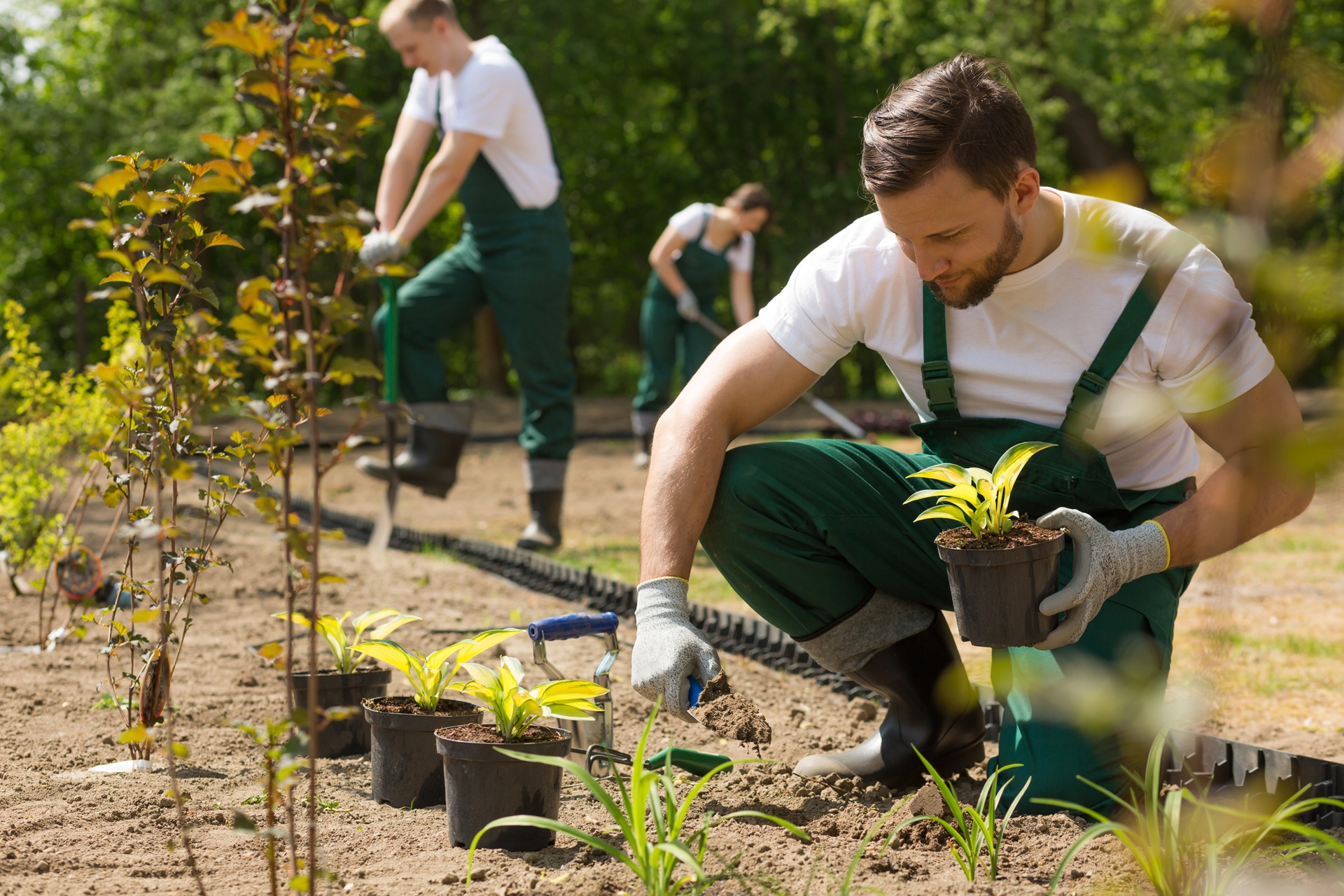 Landschaftsgärtner setzen Zierpflanzen in den Boden | Jobs Garten und Landschaftsbau