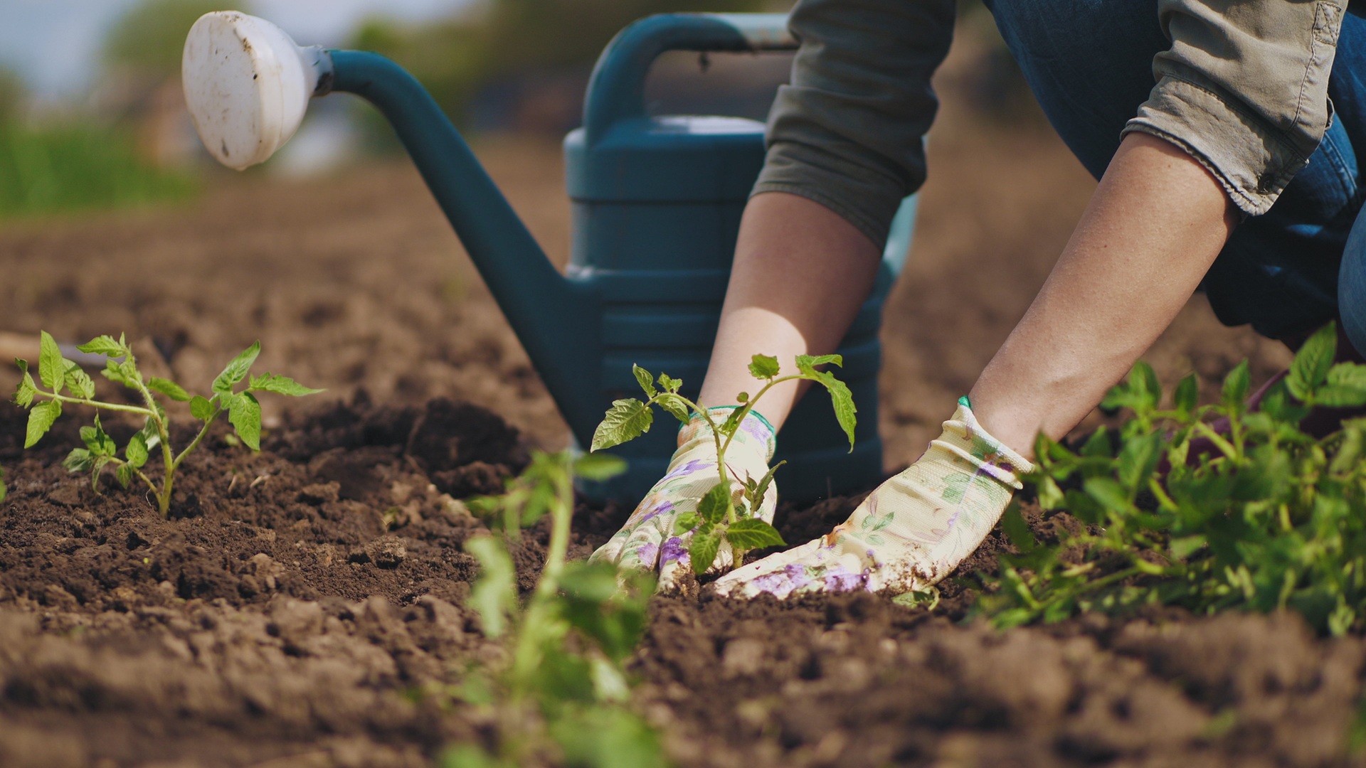 Person pflanzt Setzlinge auf dem Feld | Jobs Garten und Landschaftsbau
