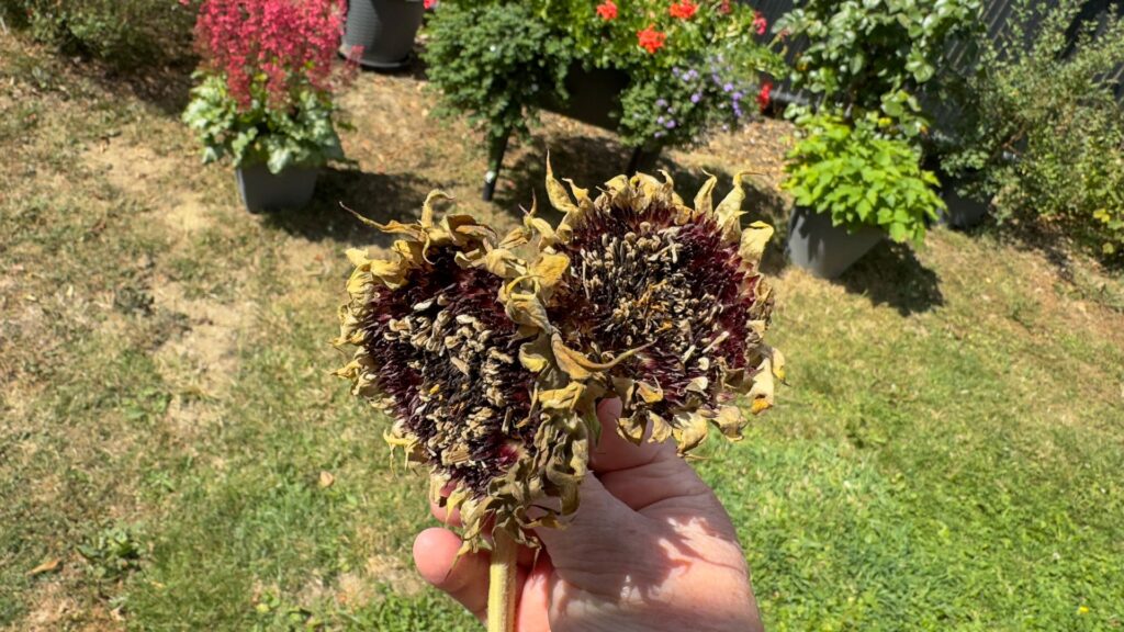 Vertrocknete Sonnenblumen in einer Hand vor einem ausgetrockneten Garten